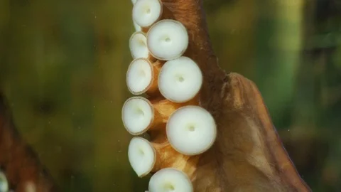Tentacles of octopus under water Stock Footage 102174472
