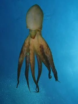 Tentacles Stock Photos