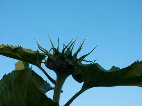 Tentacles 스톡 사진