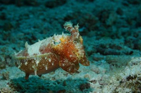 Tentacles up Stock Photos