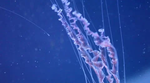 The tentacles of red Jellyfish Stock Footage 8947153