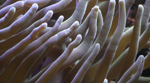 Tentacles of sea anemone close up Stock Footage 36816178