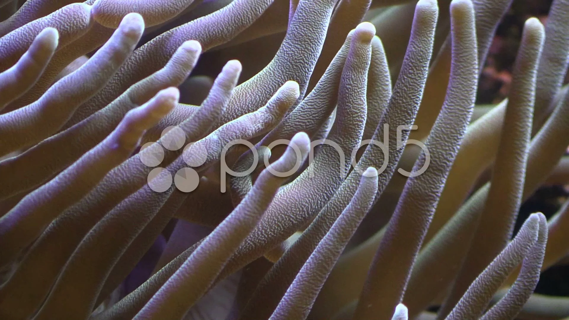 Tentacles of sea anemone close up