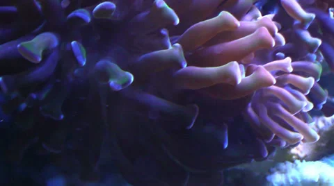 Tentacles of sea anemone closeup Stock Footage 36594697