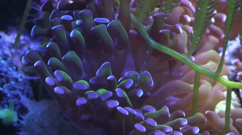 Tentacles of sea anemone closeup Stock Footage 36688754