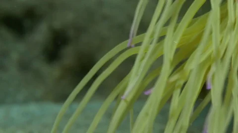 Tentacles of a sea anemone, extreme close up, Clip 2 of 7  Stock Footage 82670535