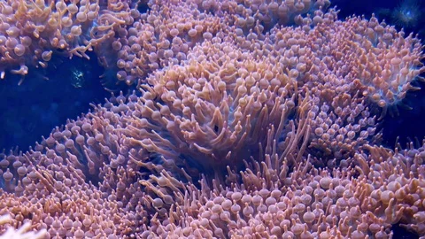 The tentacles of sea anemone 库存影片 76959406