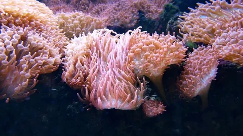 The tentacles of sea anemone Stock Footage 76959434