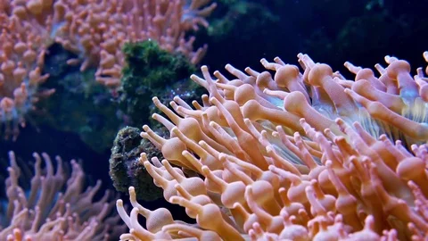 Tentacles of a sea anemone Stock Footage 76959566