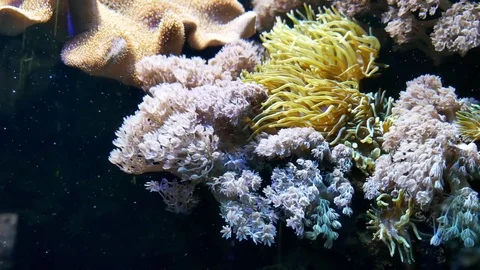 The tentacles of sea anemone Vidéo 76960941