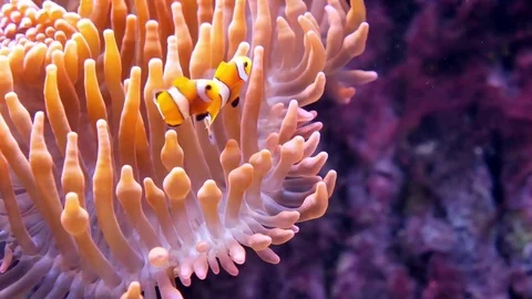 The tentacles of sea anemone Vidéo 76962703