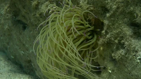Tentacles of a sea anemone, Macro shot, Clip 1 of 7 Stock Footage 82670915