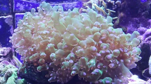 Tentacles with slow movements Stock Footage 52349650