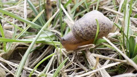 The tentacles of a snail at rest in the grass slowly extend Stock Footage 232035328