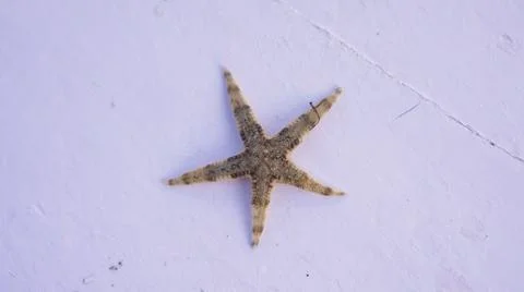 Tentacles of starfish on the beach with white background and copy space Foto stock