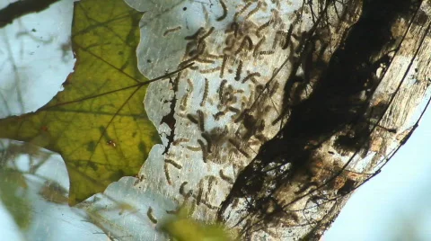 TentWorms Stock Footage 829373