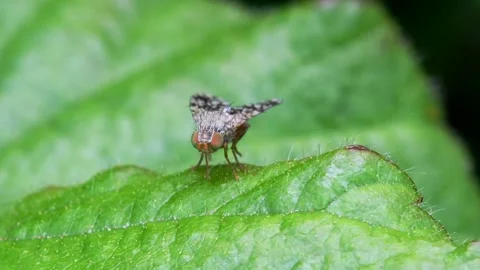 Tephritid Fly - Tephritis Formosa Stock Footage 138593568