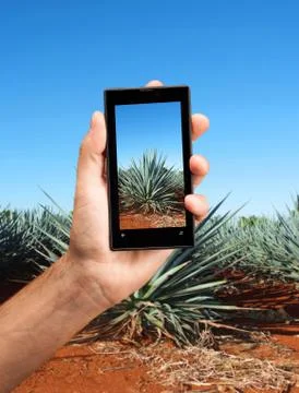 Tequila Landscape Stock Photos