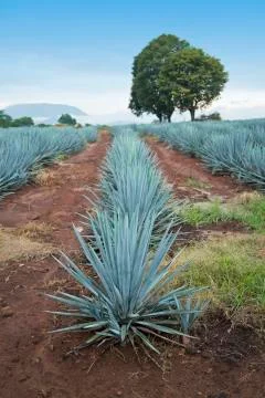 Tequila Landscape Stock Photos