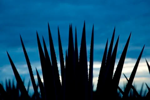 Tequila Landscape Stock Photos