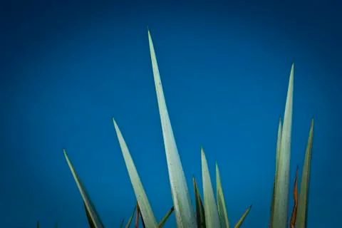 Tequila Landscape Stock Photos