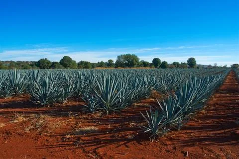 Tequila Landscape Foto stock
