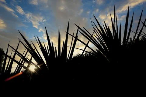 Tequila Landscape Foto stock