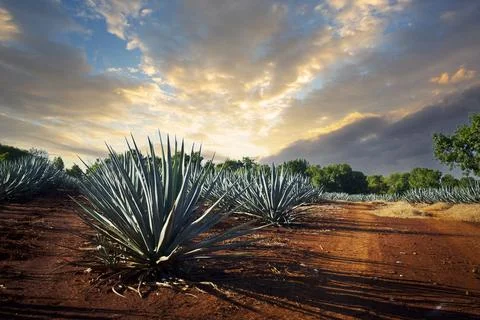 Tequila Landscape Foto stock