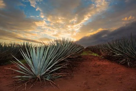 Tequila Landscape Stock Photos