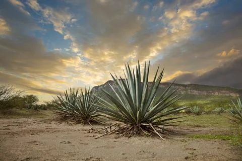 Tequila Landscape Stock Photos