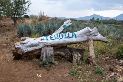 Tequila text painted on dead tree log, Mexico travel landmark Stock Photos
