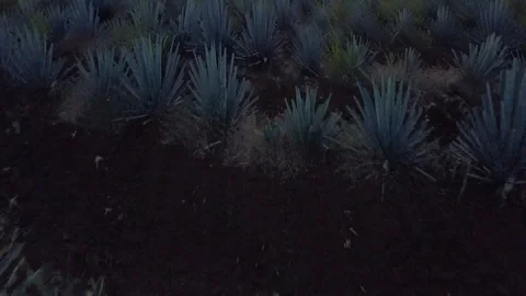 Tequlia field drone over tree Stock Footage 122717097