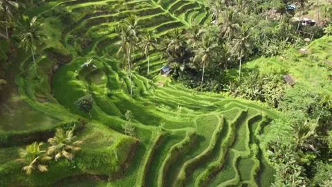 Teracce Drone Footage 库存影片 241168490