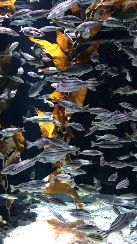 Terapon Jarbua Fishes at Sharjah Aquarium 2019. Stock Footage