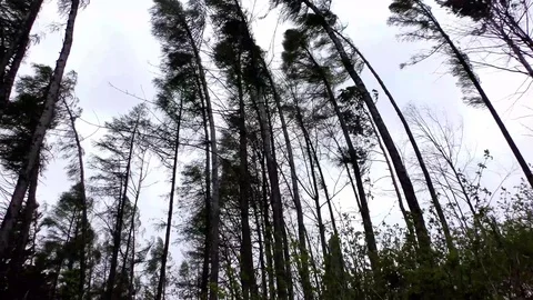 Terchova Video stock 82593992