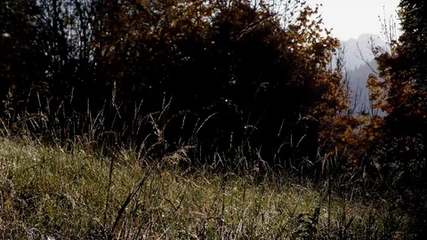 Terchova 스톡 동영상 82687361