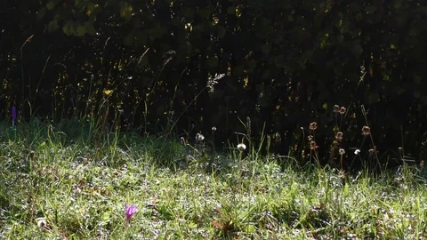 Terchova 스톡 동영상 82689493