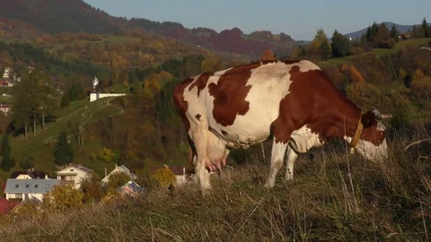 Terchova Stock Footage 82698639