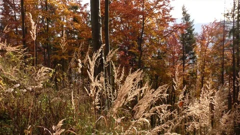 Terchova Stock-Footage 82698669