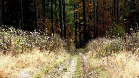 Terchova Stock-Footage 82707511