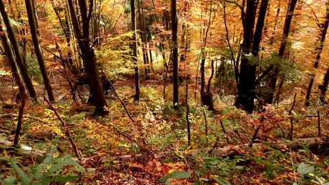 Terchova 스톡 동영상 82707894