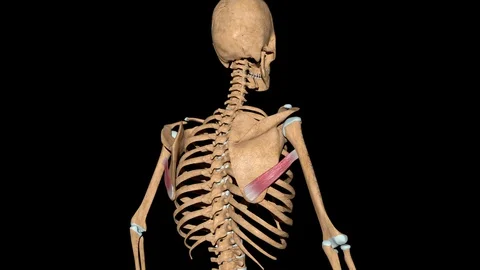 Teres Major Muscles on Skeleton Video stock 128491952
