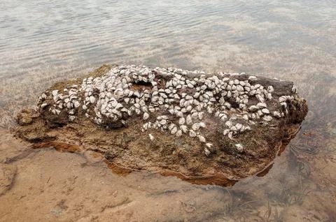 "Teritip" barnacles Stock-Fotos