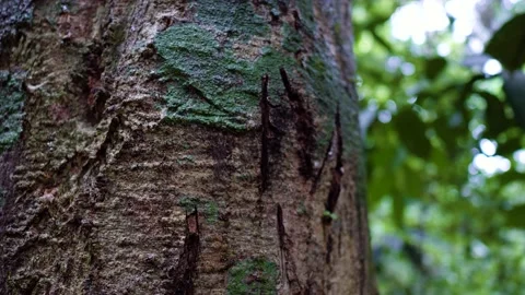 Teritorial jaguar marks on a tree in the jungle Stock Footage 178508698