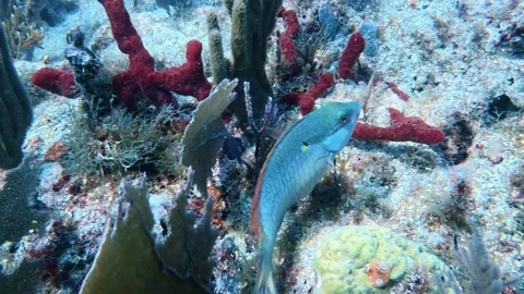 Terminal Phase Stoplight Parrotfish (Sparisoma viride) Swimming Through Coral Video stock 328719952