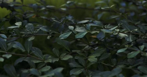 Terminalia buceras or Black Olive. Cinematic green leaves background texture 库存影片 282252687