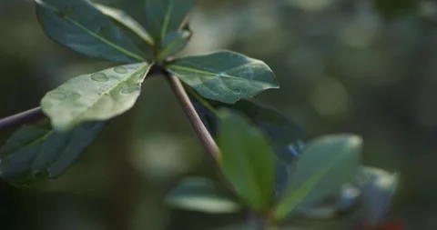 Terminalia buceras or Black Olive. Cinematic green leaves background texture 库存影片 282252811