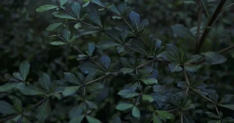Terminalia buceras or Black Olive. Cinematic green leaves background texture 库存影片 282254525