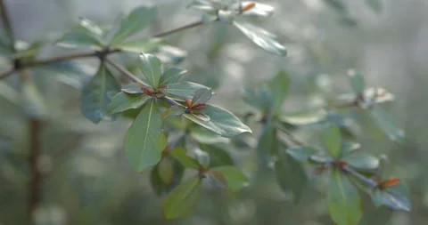 Terminalia buceras or Black Olive. Cinematic green leaves background texture Stockbeeldmateriaal 282254620