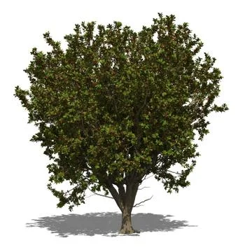 Terminalia catappa autumn Stock Illustration